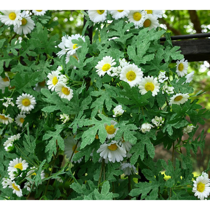 Dây hoa leo dã quỳ giả trắng